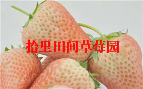 草莓蘑菇视频入口小白草莓采摘